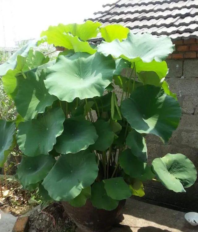 村里的旧水缸,放进一段藕根,开出满满的莲花