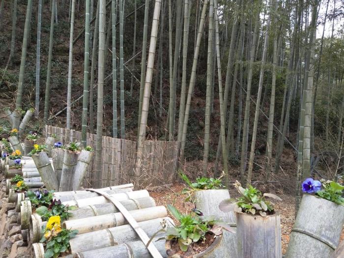 后山的竹林