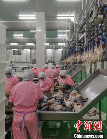 资料图:工人在加工“滚山鸡”。 王维英 摄