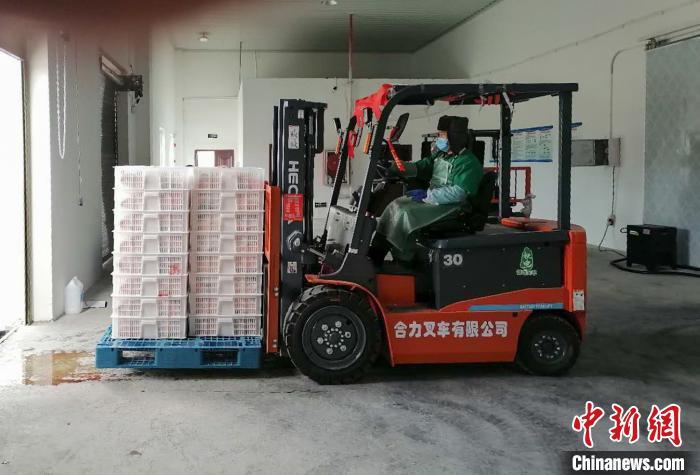 资料图:工人在搬运“滚山鸡”。 王维英 摄