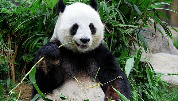 图片来源:图虫