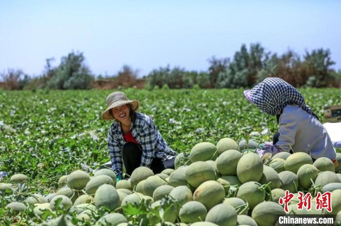 农户挑选一级哈密瓜。 王靖 摄