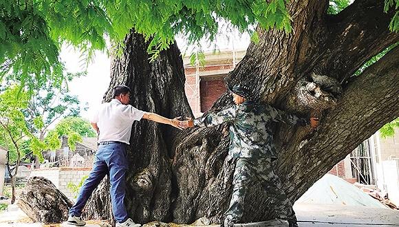 龙佑村树龄1200年的酸豆树。图片来源:南国都市报