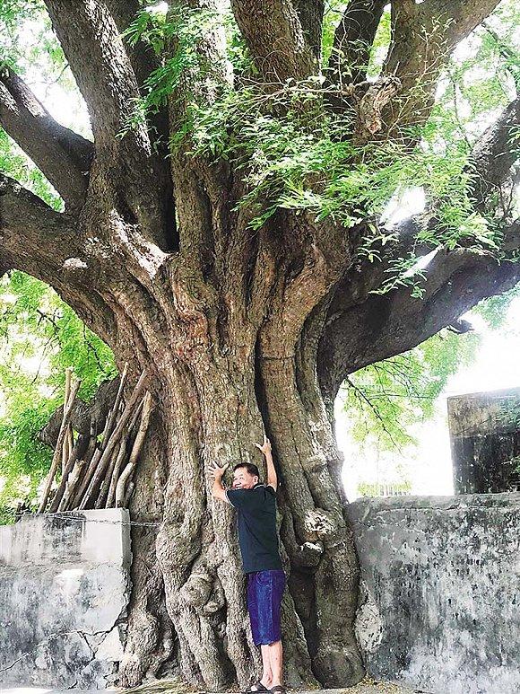 龙卧村树龄1500年的酸豆树。图片来源:南国都市报