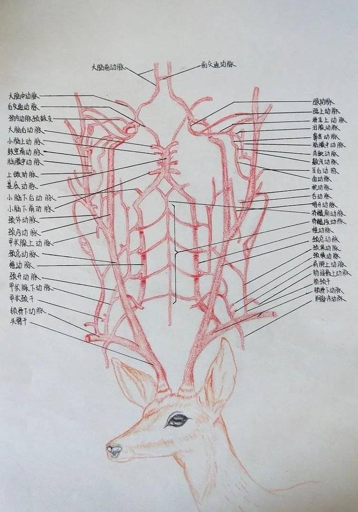 山东协和学院举办人体解剖学绘图大赛，这些优秀作品脱颖而出