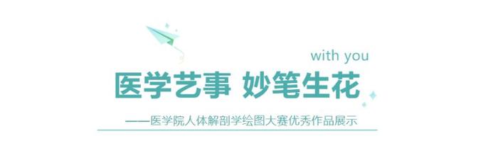 山东协和学院举办人体解剖学绘图大赛，这些优秀作品脱颖而出