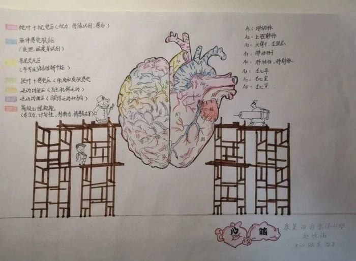 山东协和学院举办人体解剖学绘图大赛，这些优秀作品脱颖而出