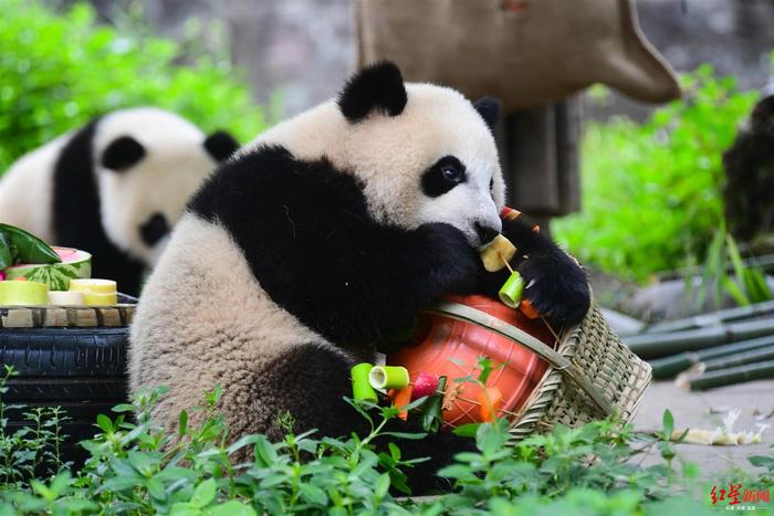 萌翻啦！大熊猫端午大餐，粽子一口一个
