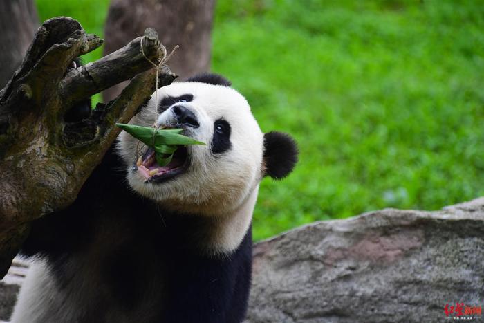 萌翻啦！大熊猫端午大餐，粽子一口一个