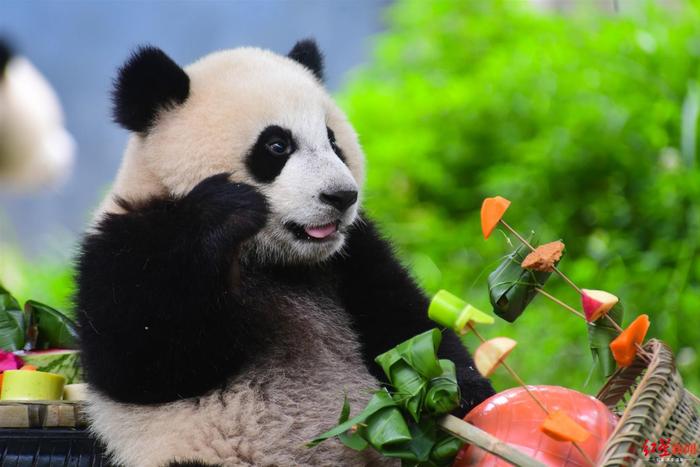 萌翻啦！大熊猫端午大餐，粽子一口一个