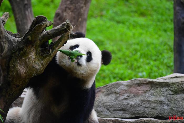 萌翻啦！大熊猫端午大餐，粽子一口一个