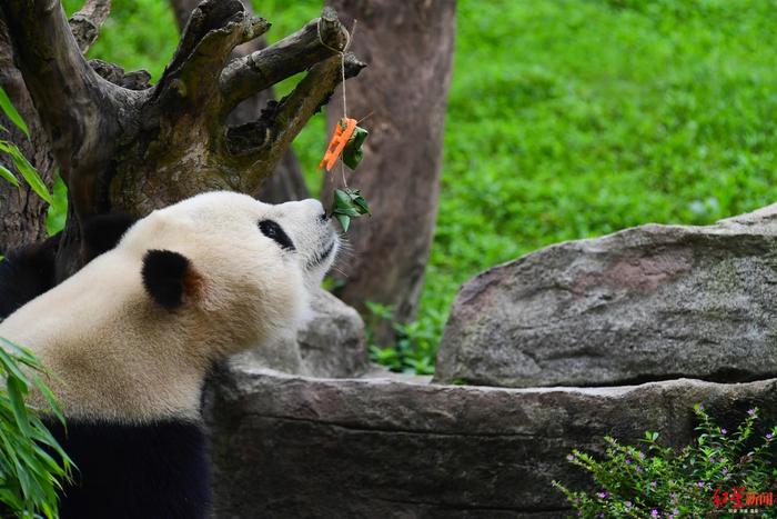 萌翻啦！大熊猫端午大餐，粽子一口一个