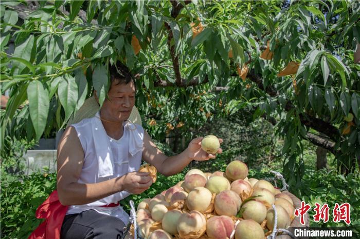 奉化桃农采摘水蜜桃。奉化新闻办提供