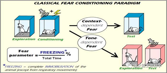 技术干货 | 详解6大动物行为学之学习记忆研究方法