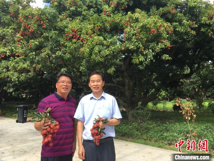 图为联合国国际生态生命科学院院士、广州中医药大学教授、养生学博士生、博士后导师刘焕兰(右一)在惠州市惠阳区镇隆镇井龙村黄竹沥荔枝古树公园介绍镇隆荔枝情况 宋秀杰 摄