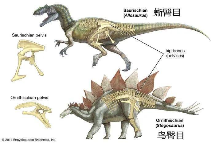 重庆发现恐龙足迹算什么，你知道自己每天都在“吃恐龙”吗？ | 远读重洋