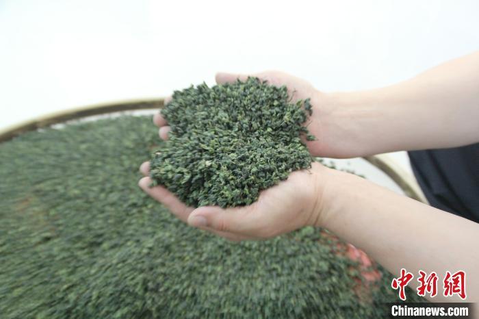 连翘茶,常饮可生津解毒,清热泻火。 岳润子 摄
