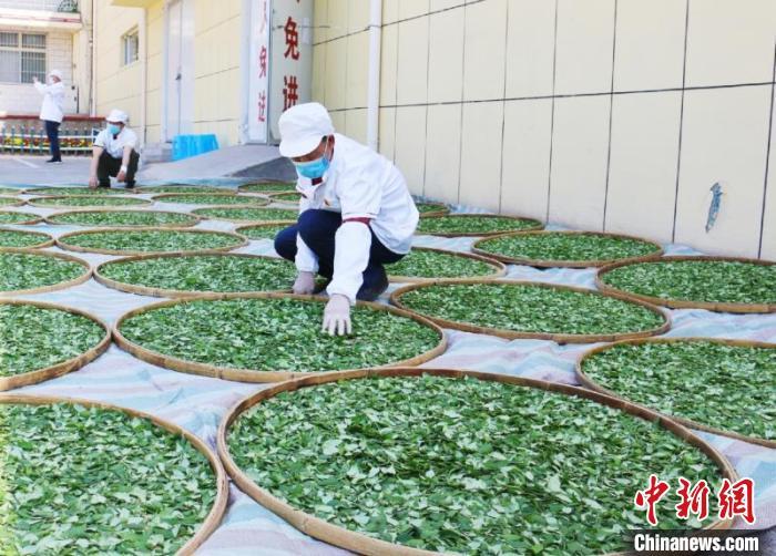 工人师傅正晾制连翘叶。 于珂梁 摄