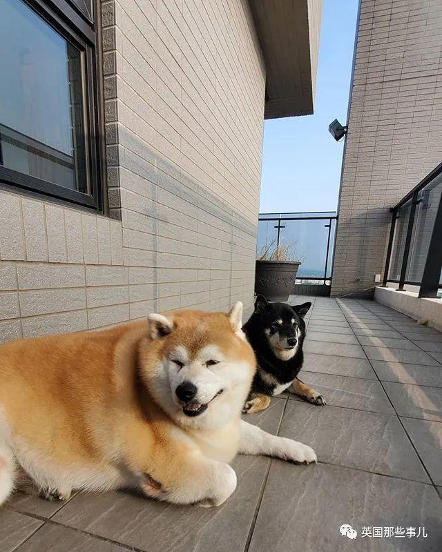 每天只吃一顿饭却仍然浑圆如猪，这只胖柴犬，可爱得让人心疼啊~