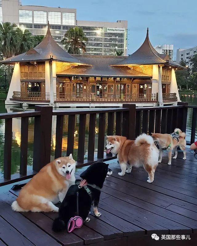 每天只吃一顿饭却仍然浑圆如猪，这只胖柴犬，可爱得让人心疼啊~