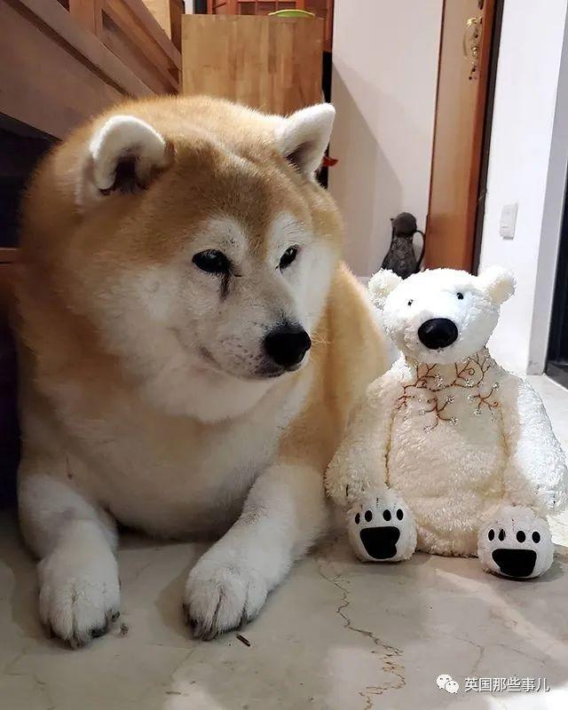 每天只吃一顿饭却仍然浑圆如猪，这只胖柴犬，可爱得让人心疼啊~