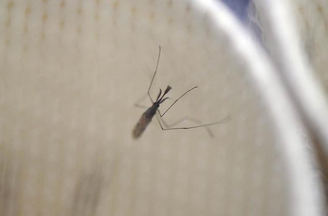 为消除疟疾，数百万转基因蚊子将在美国释放，专家：恐酿成大错