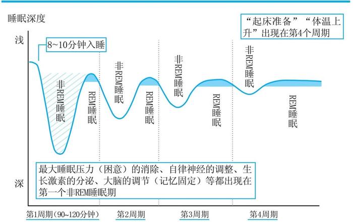 睡眠周期示意图 图片来源:《斯坦福高效睡眠法》