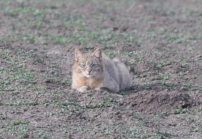 猞猁草猫，猫猫不同~ 但我们都能拍到！