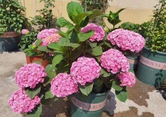 9个绣球花新品种,美若烟霞,仙气十足