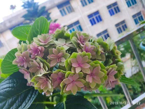 9个绣球花新品种,美若烟霞,仙气十足