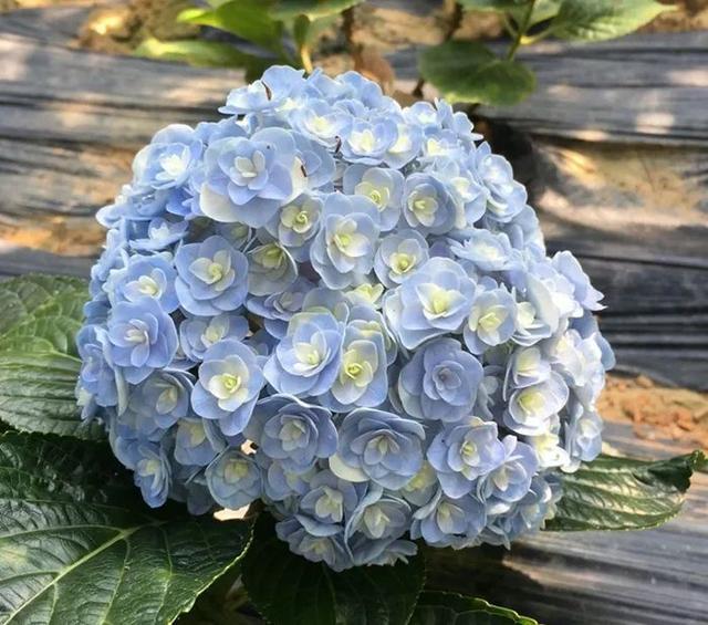 9个绣球花新品种,美若烟霞,仙气十足