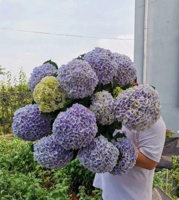 9个绣球花新品种,美若烟霞,仙气十足