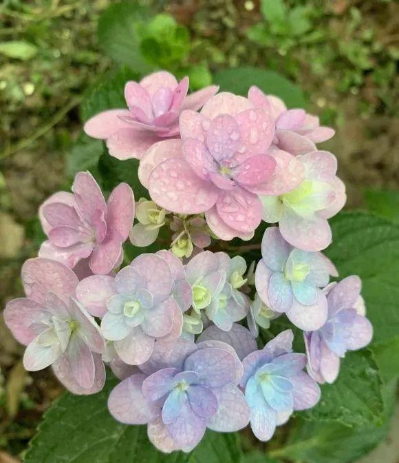 9个绣球花新品种,美若烟霞,仙气十足