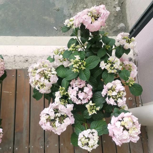 9个绣球花新品种,美若烟霞,仙气十足