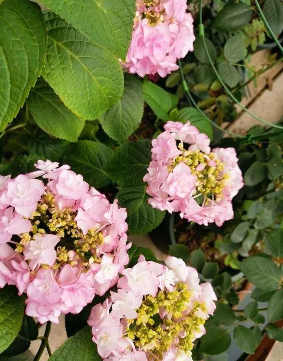 9个绣球花新品种,美若烟霞,仙气十足