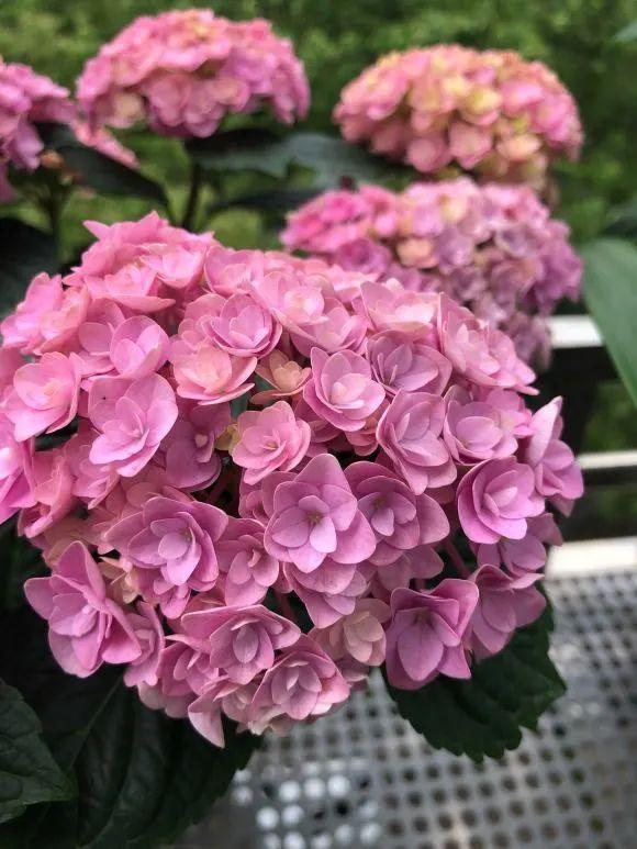 9个绣球花新品种,美若烟霞,仙气十足