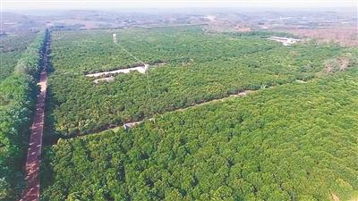 南金农场波罗蜜种植基地。 图片来源:海南日报 黄祥/摄