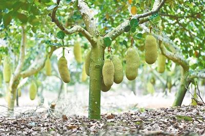 南金农场波罗蜜标准化生产基地里硕果累累。 图片来源:海南日报 袁琛/摄