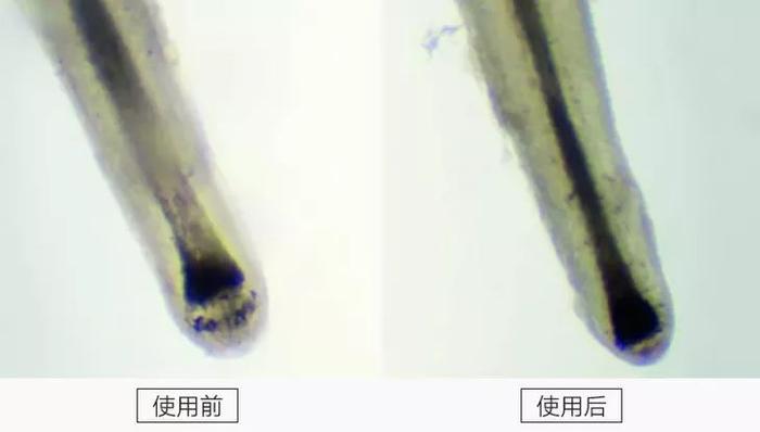 白发不用染，抹一抹，重新长出自然黑发