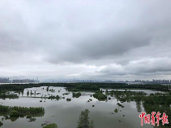 多轮强降雨袭击,长江水位上涨,7月11日17时,武汉市江心岛天兴洲扒口行洪。7月7日前,岛上457位居民全部撤离。图为行洪后,俯瞰天兴洲的景象。中青报·中青网记者 朱娟娟/摄