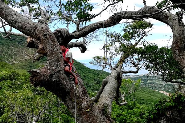 三亚亚龙湾热带天堂景区抢救“300岁”高山榕树