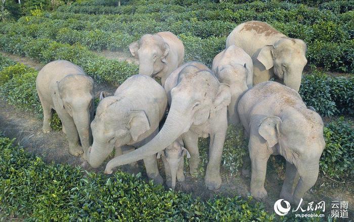 云南思茅：开办“大象食堂”促进人象和谐