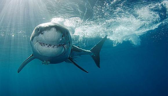 墨西哥海岸外的大白鲨 图片来源:Rasmus-Raahauge / Getty Images / iStockphoto / The Guardian