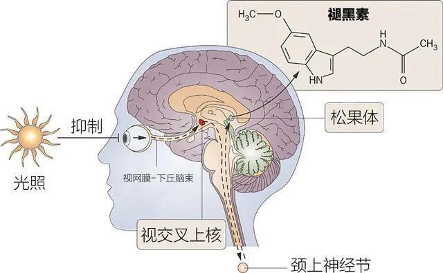 褪黑素的分泌由视网膜、松果体、下丘脑等共同参与