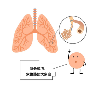 【名医】我是你的肺泡，我拼尽全力让你自由呼吸