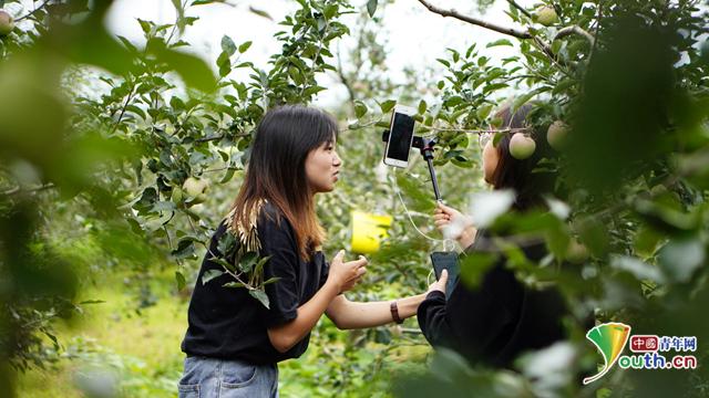 南京师范大学学子在果园直播介绍苹果。中国青年网通讯员 胡佩君 供图