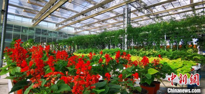 图为有机无土栽培的新鲜花卉及蔬菜。 魏建军 摄