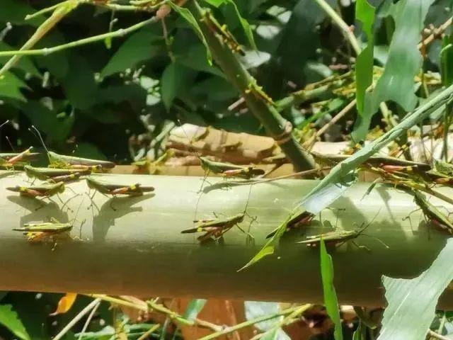 黄脊竹蝗蔓延至玉溪！防控形势依然严峻