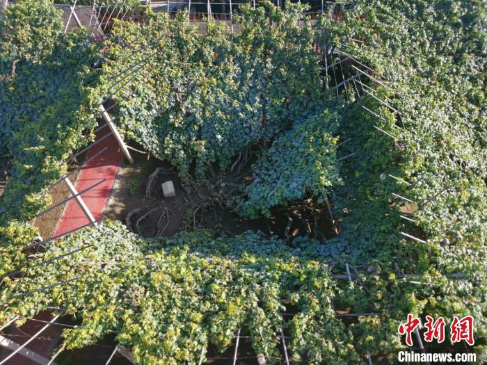 图为漏斗架俯瞰。 张帆 摄