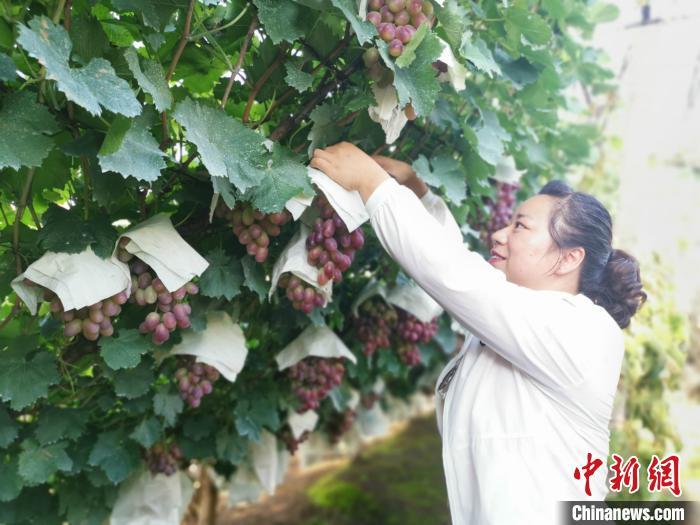 图为果农在采摘。 张帆 摄